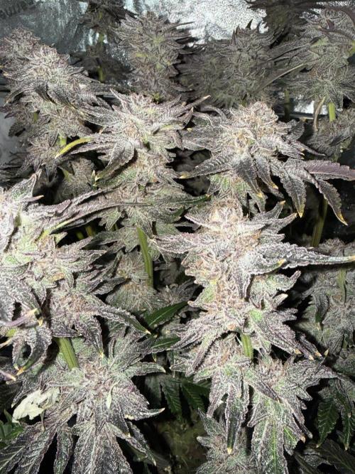 Melonade Runtz - Dutch Passion. Week 17