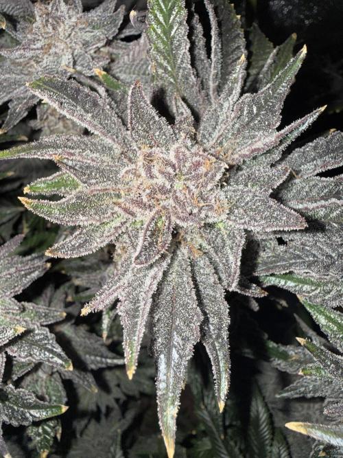 Melonade Runtz - Dutch Passion. Week 17