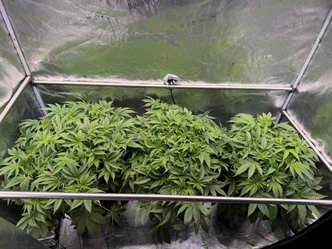 Super Skunk - Sensi Seeds - Hydro. Week 8