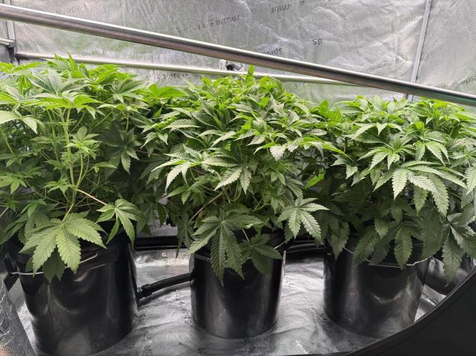 Super Skunk - Sensi Seeds - Hydro. Week 8