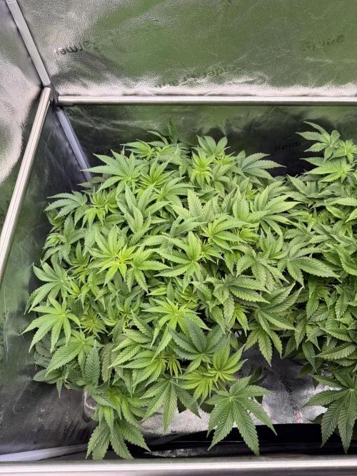 Super Skunk - Sensi Seeds - Hydro. Week 8