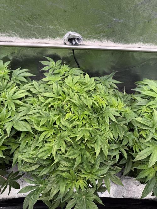 Super Skunk - Sensi Seeds - Hydro. Week 8