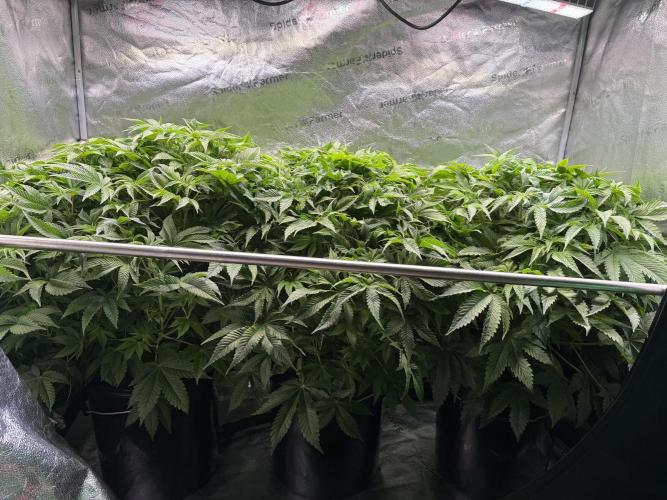 Super Skunk - Sensi Seeds - Hydro. Week 9