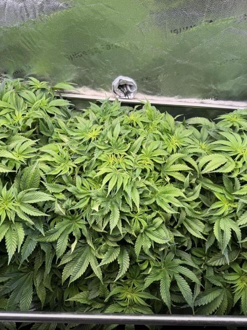 Super Skunk - Sensi Seeds - Hydro. Week 9