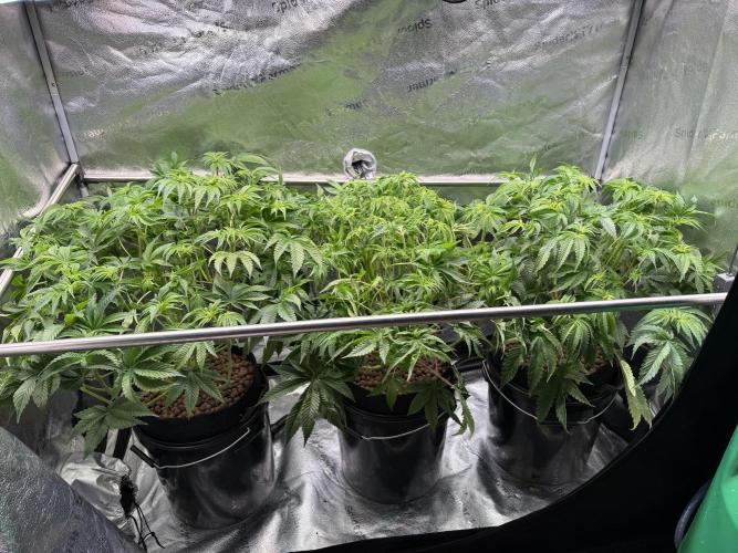 Super Skunk - Sensi Seeds - Hydro. Week 9