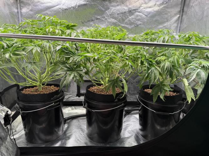 Super Skunk - Sensi Seeds - Hydro. Week 9