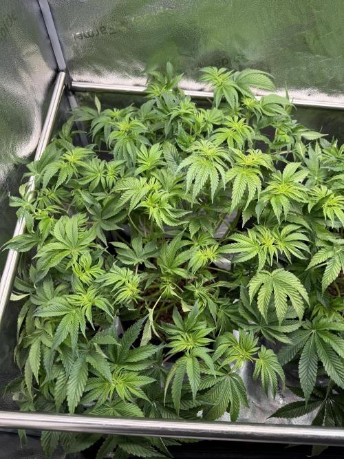 Super Skunk - Sensi Seeds - Hydro. Week 9