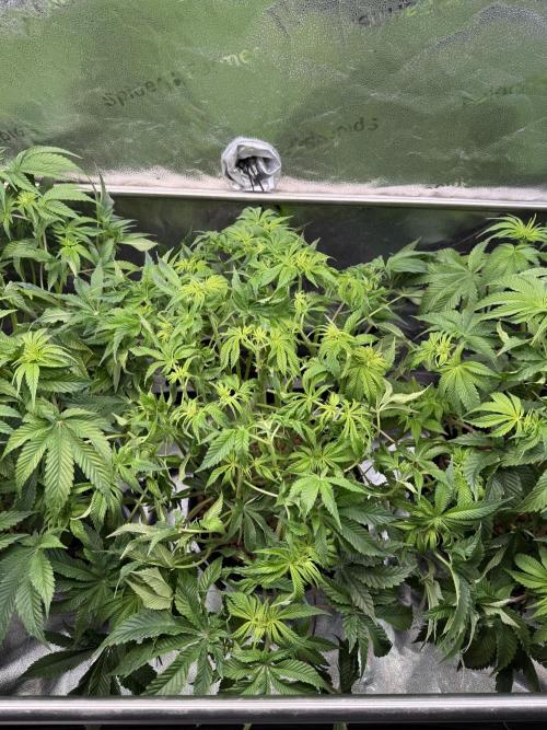 Super Skunk - Sensi Seeds - Hydro. Week 9