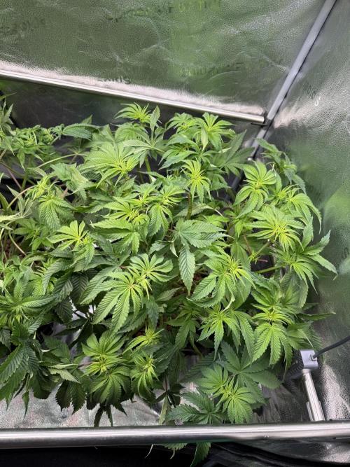 Super Skunk - Sensi Seeds - Hydro. Week 9