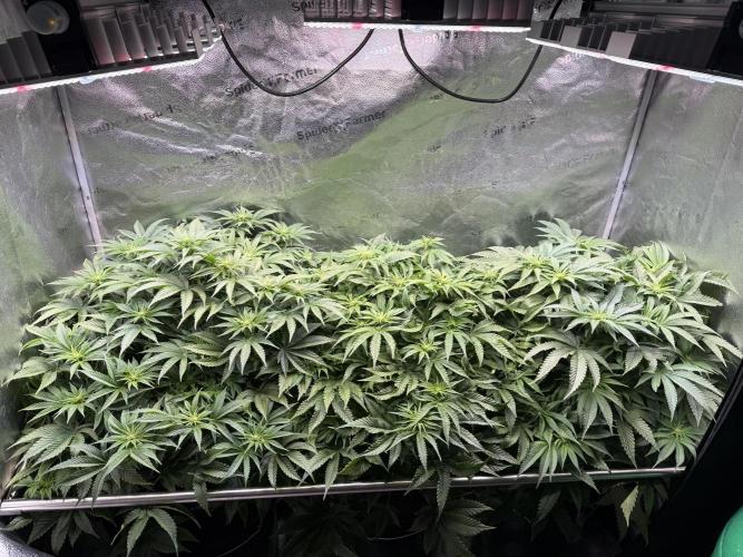 Super Skunk - Sensi Seeds - Hydro. Week 10