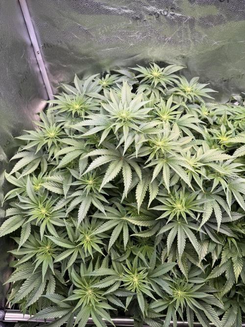 Super Skunk - Sensi Seeds - Hydro. Week 10