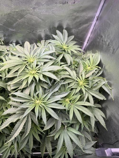 Super Skunk - Sensi Seeds - Hydro. Week 10