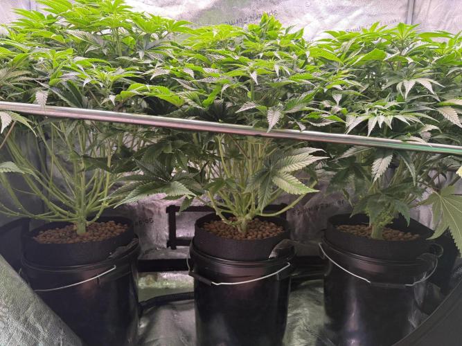 Super Skunk - Sensi Seeds - Hydro. Week 10