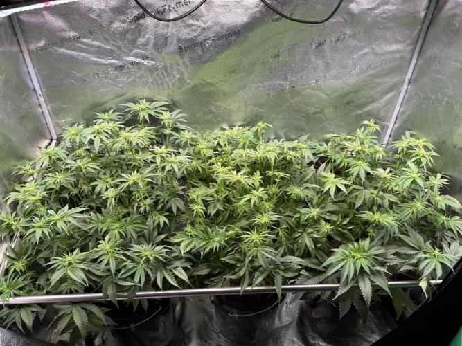 Super Skunk - Sensi Seeds - Hydro. Week 10