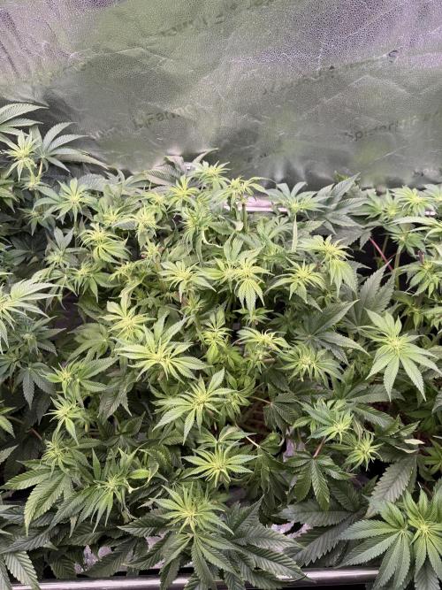 Super Skunk - Sensi Seeds - Hydro. Week 10