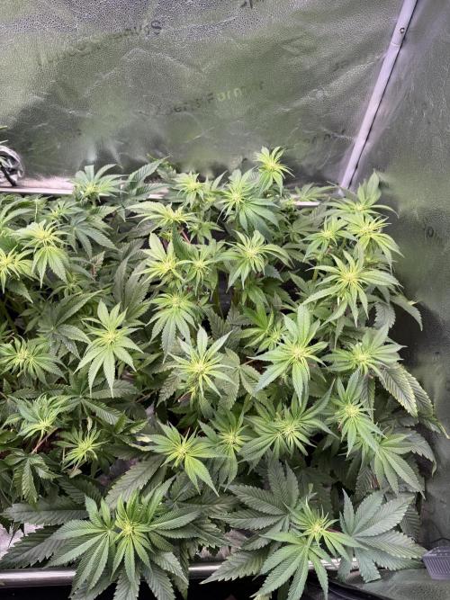 Super Skunk - Sensi Seeds - Hydro. Week 10