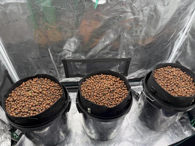 Super Skunk - Sensi Seeds. Week 0