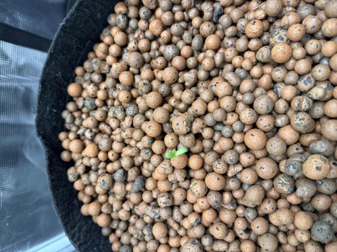 Super Skunk - Sensi Seeds. Week 0