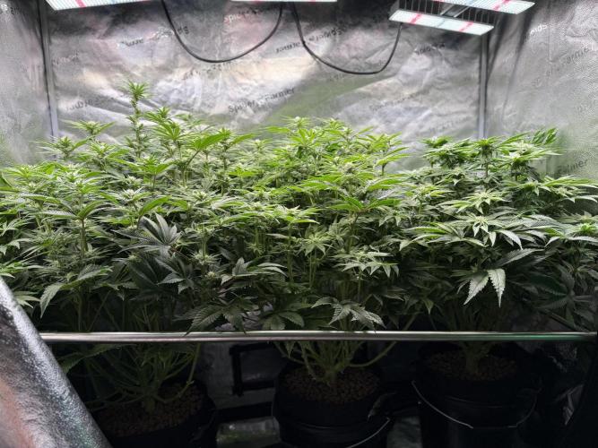 Super Skunk - Sensi Seeds - Hydro. Week 11