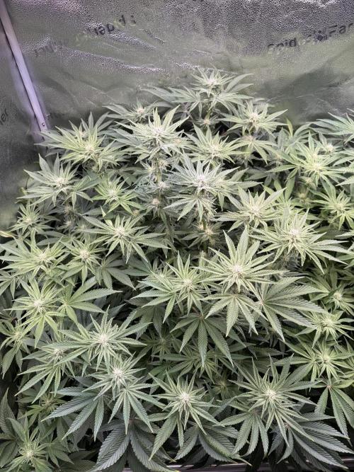 Super Skunk - Sensi Seeds - Hydro. Week 11