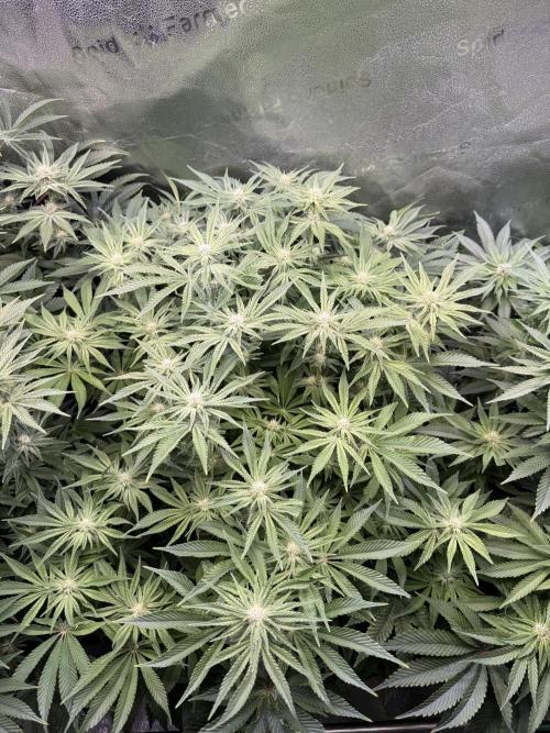 Super Skunk - Sensi Seeds - Hydro. Week 11