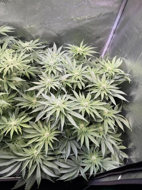 Super Skunk - Sensi Seeds - Hydro. Week 11