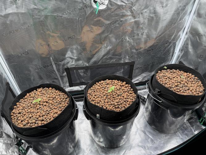 Super Skunk - Sensi Seeds. Week 1