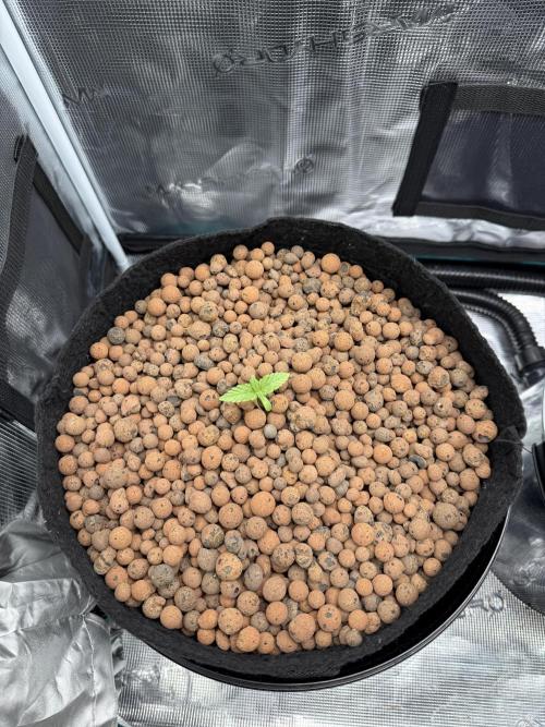 Super Skunk - Sensi Seeds. Week 1