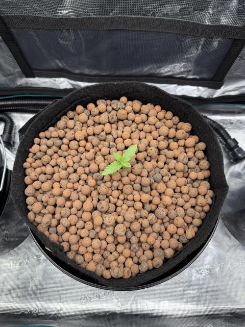 Super Skunk - Sensi Seeds. Week 1