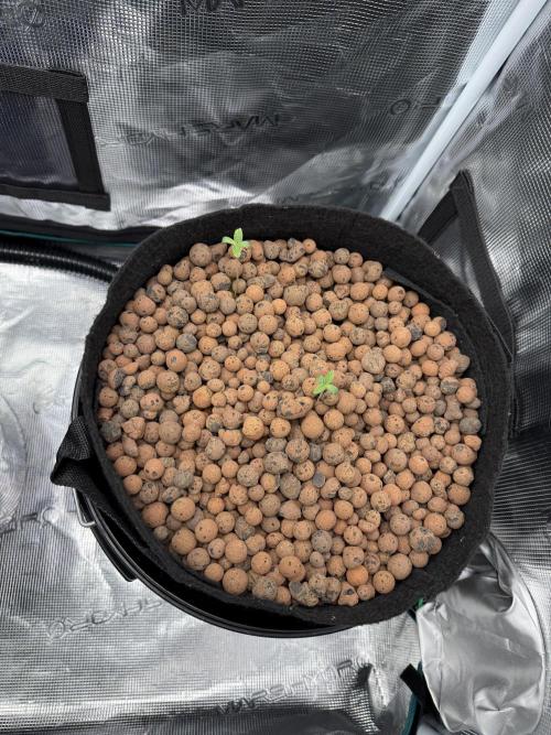 Super Skunk - Sensi Seeds. Week 1