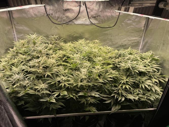 Super Skunk - Sensi Seeds - Hydro. Week 12