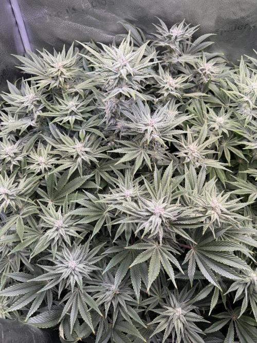 Super Skunk - Sensi Seeds - Hydro. Week 12