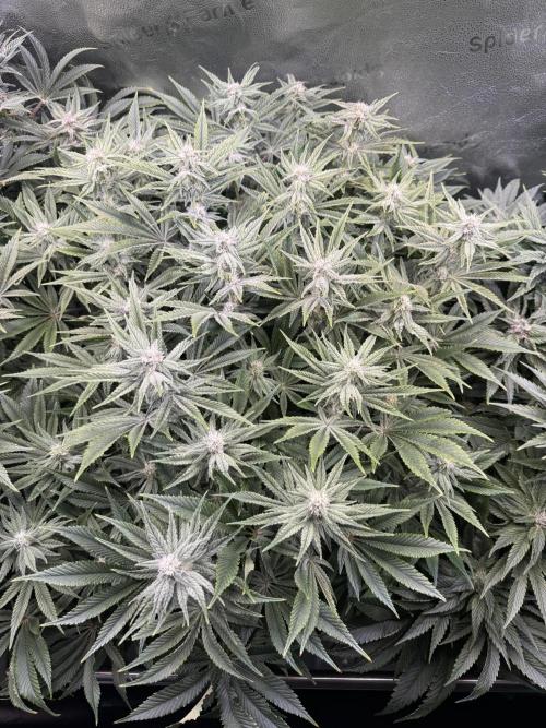 Super Skunk - Sensi Seeds - Hydro. Week 12