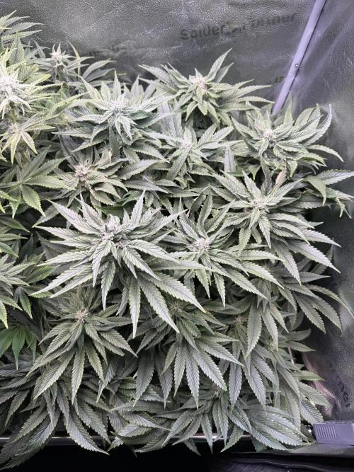Super Skunk - Sensi Seeds - Hydro. Week 12