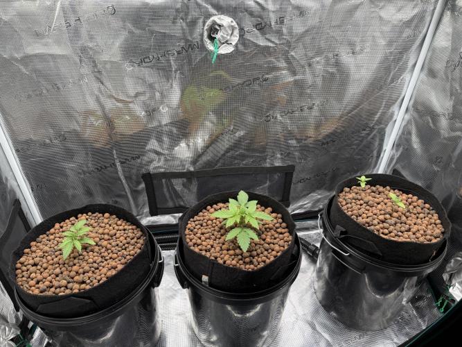 Super Skunk - Sensi Seeds. Week 2