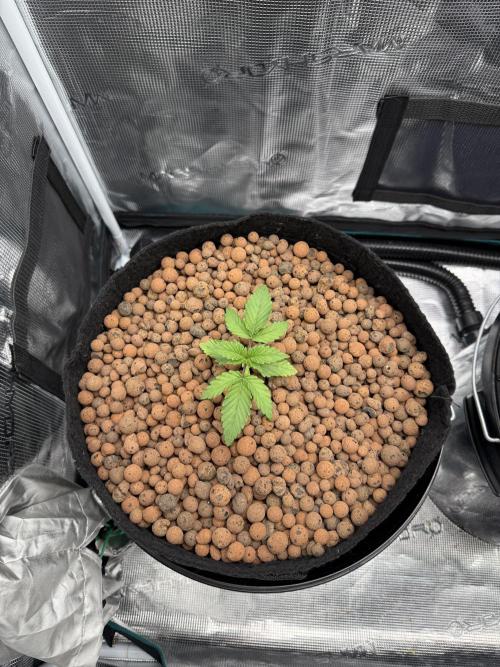 Super Skunk - Sensi Seeds. Week 2