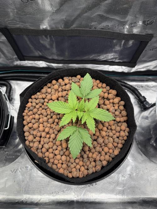 Super Skunk - Sensi Seeds. Week 2