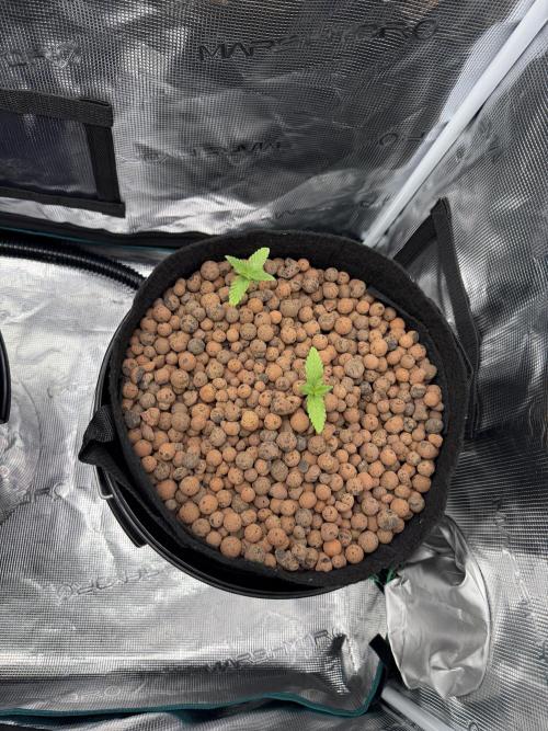 Super Skunk - Sensi Seeds. Week 2