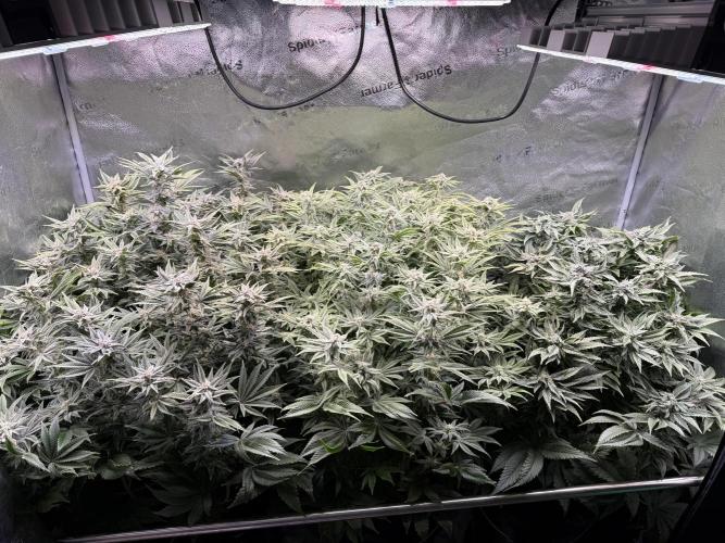 Super Skunk - Sensi Seeds - Hydro. Week 13