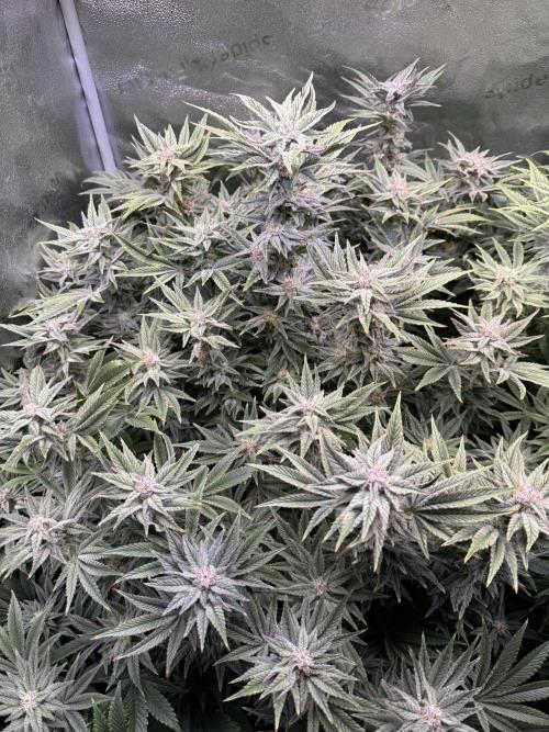 Super Skunk - Sensi Seeds - Hydro. Week 13