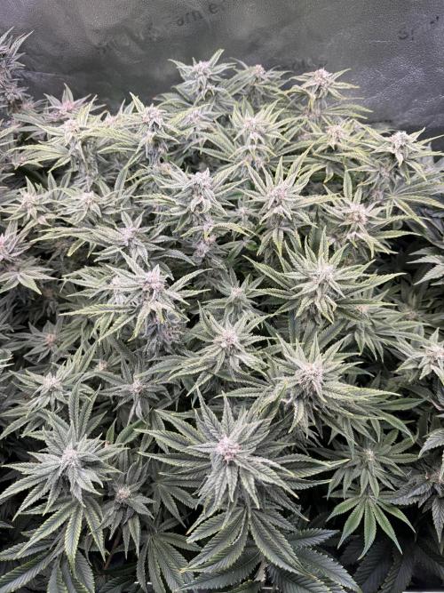 Super Skunk - Sensi Seeds - Hydro. Week 13