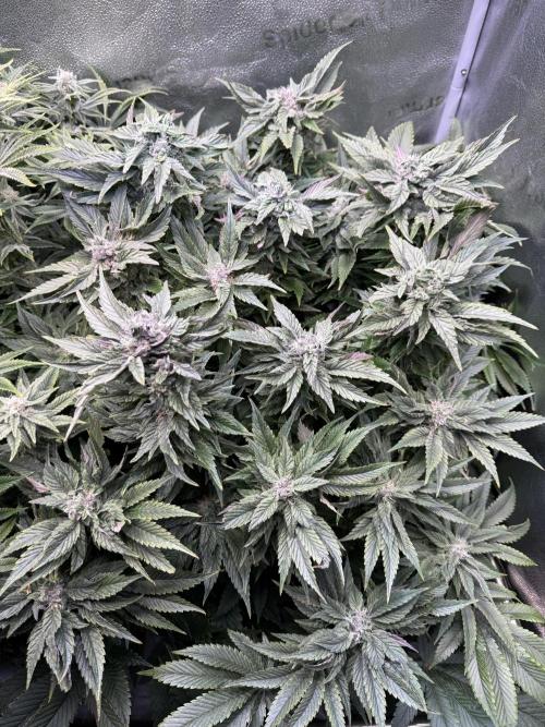 Super Skunk - Sensi Seeds - Hydro. Week 13