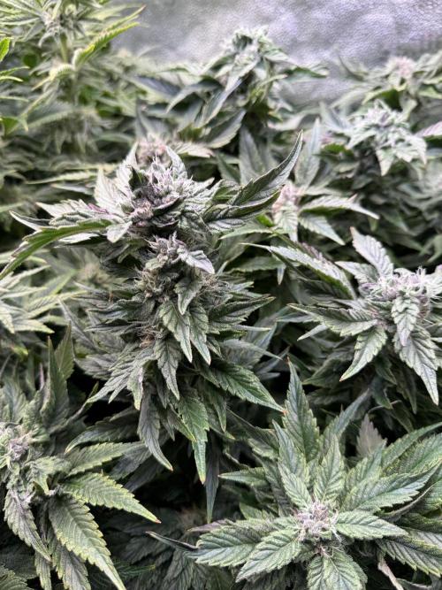 Super Skunk - Sensi Seeds - Hydro. Week 13
