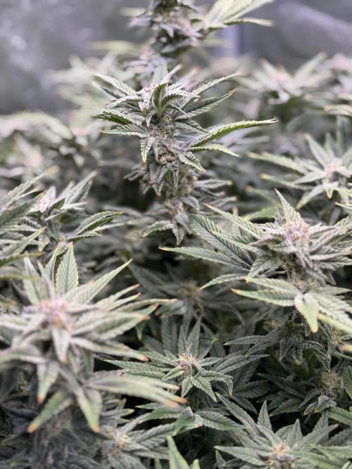 Super Skunk - Sensi Seeds - Hydro. Week 13