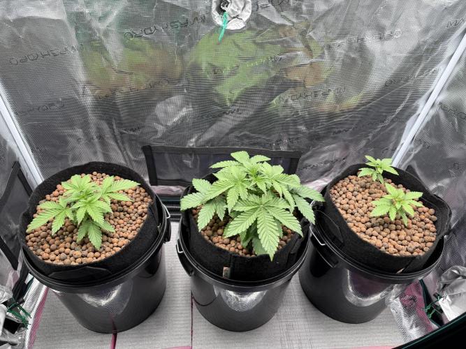 Super Skunk - Sensi Seeds. Week 3