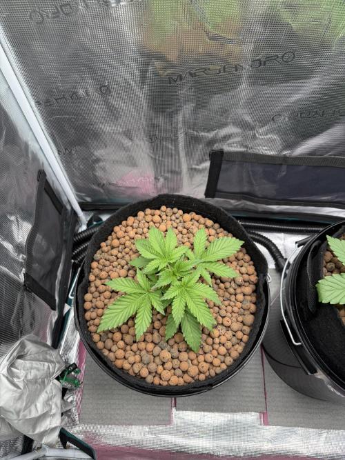 Super Skunk - Sensi Seeds. Week 3