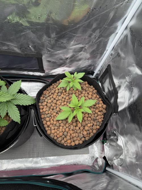 Super Skunk - Sensi Seeds. Week 3