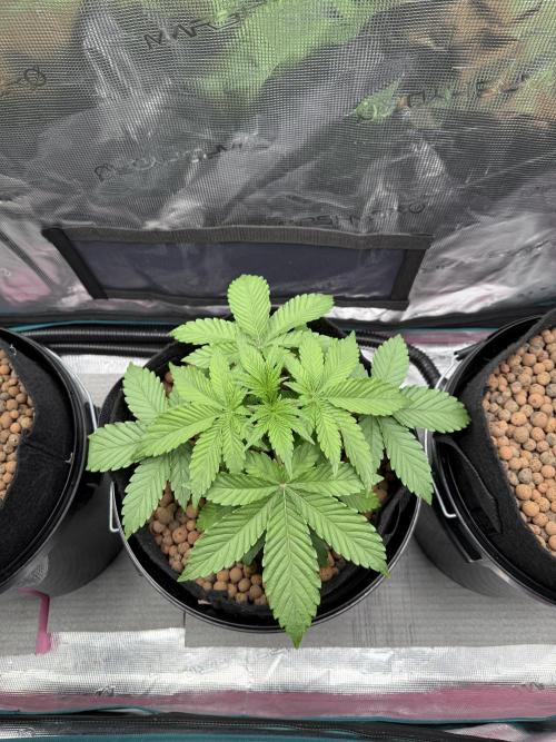 Super Skunk - Sensi Seeds. Week 3