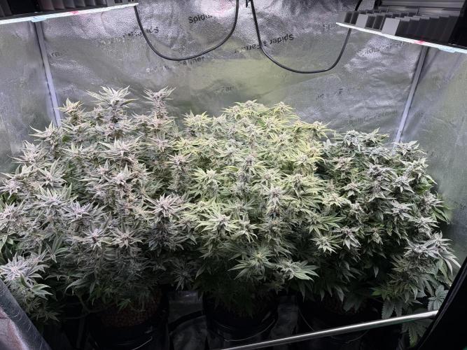 Super Skunk - Sensi Seeds - Hydro. Week 14