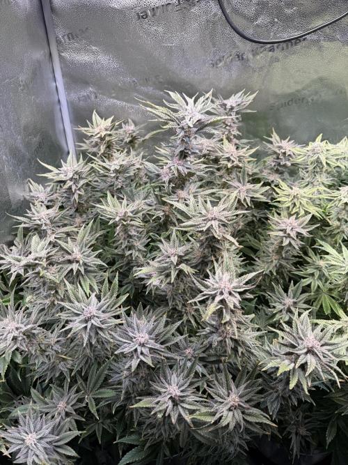 Super Skunk - Sensi Seeds - Hydro. Week 14